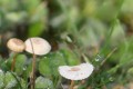 Le champignon et la rosée